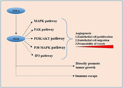 Frontiers Molecular Network Basis of Invasive Pituitary Adenoma